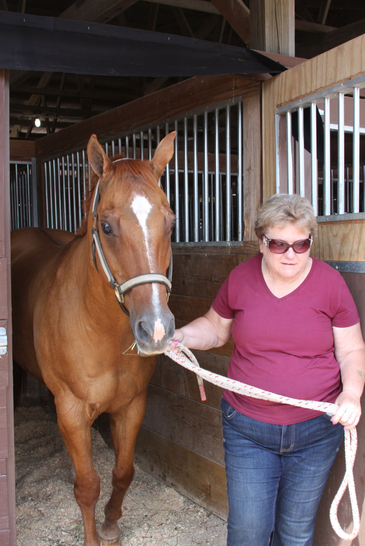 A good looking horse